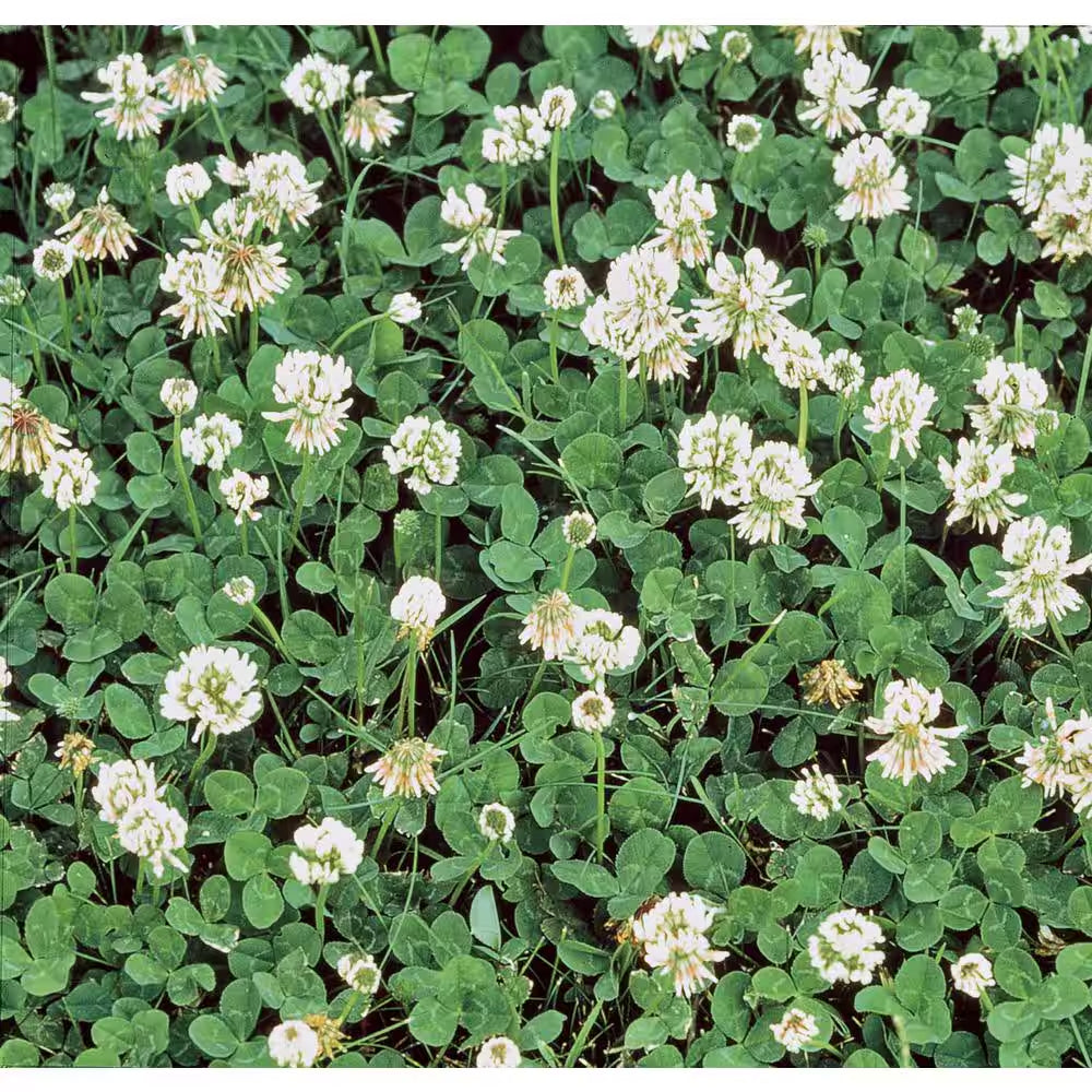 1 Lb. White Dutch Clover, Provides Erosion Control